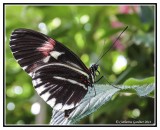 2014 Butterfly Show