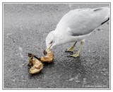 Gull With Bananas