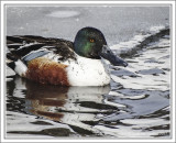 Northern Shoveler (male)