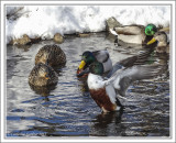 Northern Shoveler