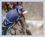 Bluejay Stops To Pose