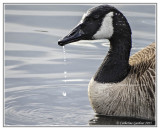 Goose With Droplets