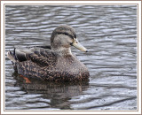 American Black Duck