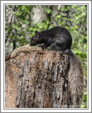 Black Squirrel with Strange Tail