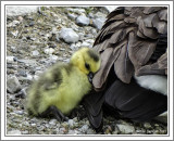 Gosling With Feather Pillow