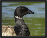 Brant Goose