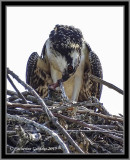 This Osprey appears to be the youngest and still asks mom to feed him or her. This time mom came back with the biggest fish I have ever seen her with, and after taking a few mouthfuls gave it to this baby to feed itself.