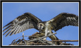 Osprey (Juv) With Fish
