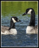 Interior Canada Goose or Cackling Goose with Canada Goose