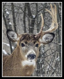 Buck With One Antler