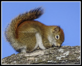 Red Squirrel - Cold and Tired