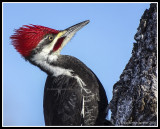 Pileated Woodpecker (M)