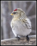 Hoary Redpoll (Adult Female Winter)