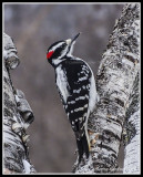 Downy woodpecker (M)