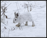 Snowshoe Hare