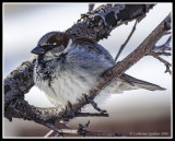 House Sparrow (M) Breeding