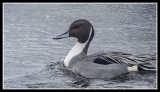 Northern Pintail Series