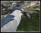Black Crowned Night Heron With Fish #1