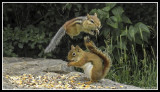 Flying Chipmunk Photobomb