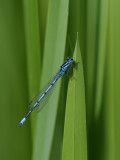 Azure Damselfly