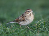 Reed Bunting