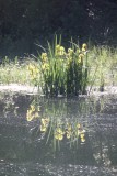 Wild Flag Irises
