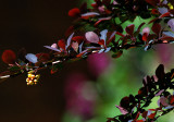  Neighbours Garden