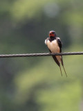 Rauchschwalbe / Barn Swallow