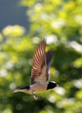 Rauchschwalbe / barn swallow