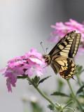 Schwalbenschwanz / Swallowtail