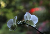 Orchid