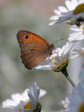  Grosses Ochsenauge / meadow brown (butterfly) 
