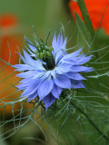 Jungfer im Grnen / Love-in-a-Mist  [Nigella damascena]