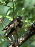 junge Rauchschwalben / Young Barn Swallows