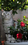 Lucy