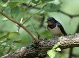 Rauchschwalbe / Young Barn Swallow