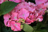 Hydrangea