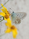Hauhechel - Bluling / common blue [Polyommatus icarus]