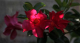 Dipladenia