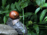 Schnecke / Snail