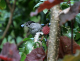 Mnchsgrasmcke / Blackcap