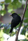 Amsel / Blackbird