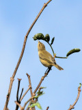 Zilpzalp / Chiffchaff