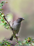 Spatz / Sparrow