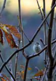 Spatz / Sparrow