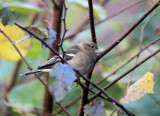 Buchfink / Chaffinch (female)