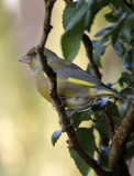 Grnfink / Greenfinch