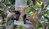 Sparrow and Greenfinch