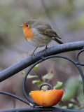 Rotkehlchen / Robin