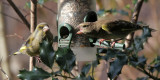 Grnfinken / Greenfinches